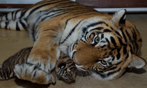 Dreamworld Cubs Show Their Stripes to The Public